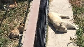 Джуна и малыши! Тайган Lioness Djuna and her kids. Taigan.Crimea