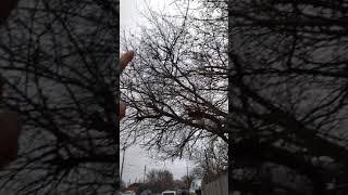 Троллейбусную контактную сеть повесили за дерево или нет? #shorts