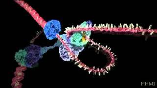 HHMI-DNA Replication