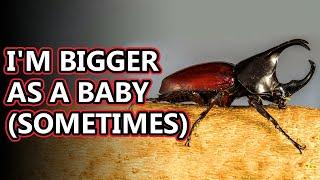 Rhinoceros Beetle facts:  | Animal Fact Files