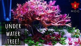 How I made an underwater tree aquascape! (40l/10 gal fish tank)