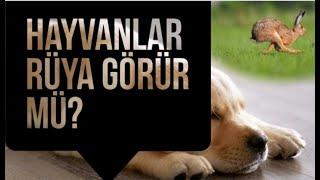 Hayvanlar rüya görür mü?
