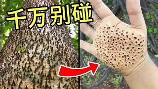 全世界最危险的树 The Most Dangerous Trees In The World