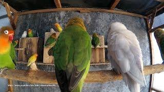 3 Hours Lovebird Chirping Sounds - August-4-2019