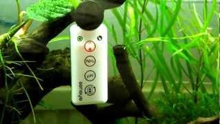 Review: Seneye Reef Aquarium Water Monitor for Reef and Planted Tanks