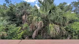Freedom the Parrot on St. John's River Boardwalk & Feral Hog Story at Black Bear Wilderness Area!