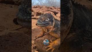 #animals #transformation #growth #viralshort #100millon #transformation #like #subscribe #money