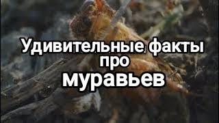 Удивительные факты про муравьев, которые вы не знали!