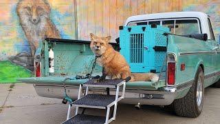 Finnegan Fox goes to a pumpkin patch