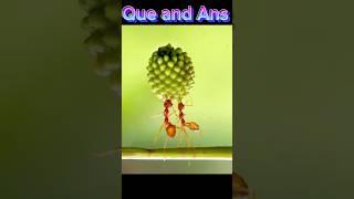 Gk questions and answers  #facts #myvideo #gk24 #amazingfacts #factinhindi #gkfactchnnel #trending