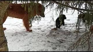 Монгольская овчарка банхар. Прогулка под присмотром мамы Зары. 23 января 2021г.