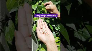 Flowering tips of harshringaar#Harshingaar#gardening #plants #youtubeshorts #shorts