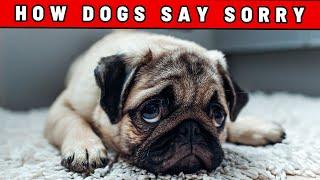 How Dogs Say Sorry! (Might Surprise You)