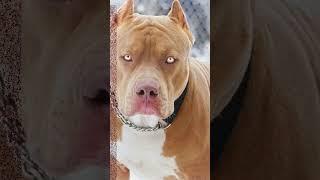 The Pitbull #poetry #dog By Sammie Stop banning dogs