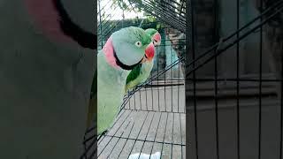 Parrot song taking  #parrot #song #shorts