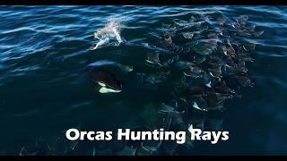 Rare Footage of Orcas Hunting Rays (4K)