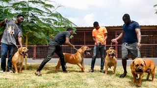 A visit to Aubin Boerboels | The Pastor who breeds and owns the only SR Female boerboel in Ghana