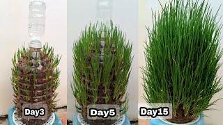 Awesome Method For Grow Green Onion In Plastic Bottle | Recycle Plastic Bottles to Grow Green Onions