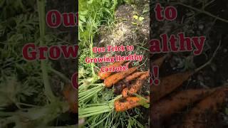 One Trick We Use For Growing Healthy Carrots #garden #regenerativeagriculture #growingveg