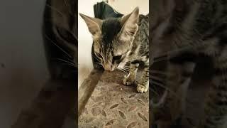 omg black tiger cat #short #shortvideo #viral 