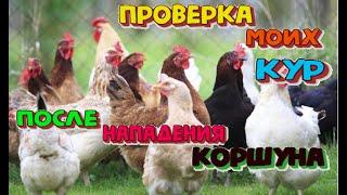 Проверка моих кур после нападения коршуна . #курица #коршун #куриные