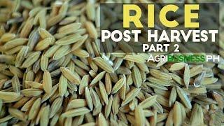 Rice Post Harvest Part 2 : Rice Post Harvest Technology Solutions | Agribusiness Philippines