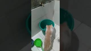 Yuki play