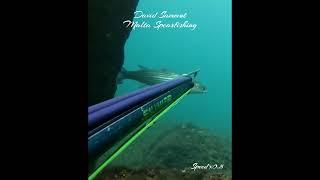 Mullet Close-up #fishing #diving #scubadiving #spearfishing #underwater #fish #sea  #ocean  #pesca