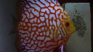 Discus Fish and larve