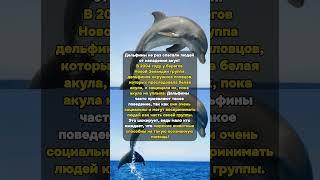 Дельфины Спасают Людей от Акул #Дельфины #Спасение #Акулы #Природа #ЧудесаМоря