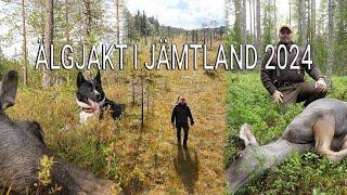 Älgjakt i Jämtland 2024