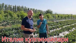 Италия кулпиной бизнеси кучатлари сотувда