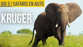 Cómo hacer un SAFARI en #KRUGER en AUTO de manera independiente. SELF-DRIVE GAME DRIVES