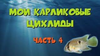 Мои карликовые цихлиды, часть 4. Акара Марони