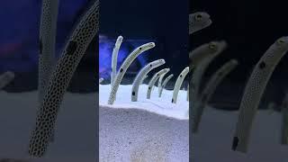 Somebody is watching me! #aquarium #orphek