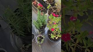 Bringing in plants for winter ‍