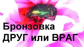 ЖУК БРОНЗОВКА. Польза или вред