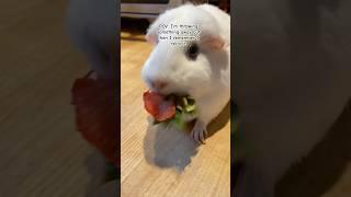 Perfect recycler! #guineapig #funny #share #cute #socialmediatrends #recycle #viral #fyp #subcribe