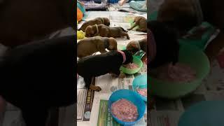 German Pinscher babies.