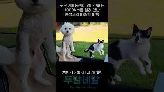 모로코에 동생이 있다고 해서 1000km 달려 갔어요 냥이 동생과 아찔한 비행 #vanlife #travel #강아지해외여행 #내차로가는세계여행 #내차타고세계여행 #캠핑 #애견동반