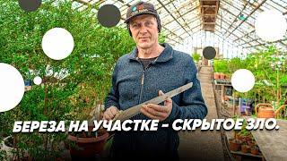 ЧЕМ ОПАСНА БЕРЕЗА В САДУ? Почему не стоит сажать березу на участке?