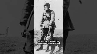 Sergeant Stubby, The Hero Dog of World War I