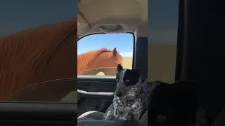 Eew brother, eww! What's that, brother?! - dog confused by the horse head into car