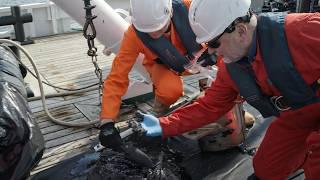Смертоносные утечки нефти из затонувших военных кораблей времен Второй мировой войны | Черные слезы