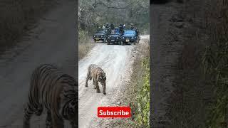 #tiger #safari #forest #discovery #jangal #lion #nationalpark #nature #travel #music #shorts