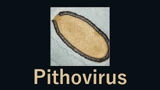 30,000 year old giant virus 'comes back to life' (Pithovirus)