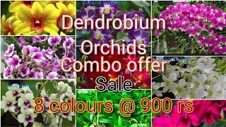 dendrobium orchids combo offer sale# WhatsApp only 7012407394#