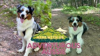 Hiking With My Australian Shepherd: Recall Tips, Off Leash Hiking, & StacyUpdate | AstroFromTheBlue