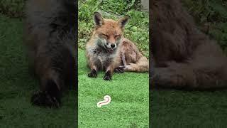 SLEEPY LITTLE CUTE FOX IN MY GARDEN Nella Fantasia #adorablefox