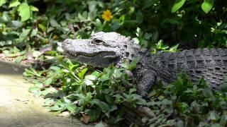 揚子鱷，Chinese alligator(Alligator sinensis) @ Kadoorie Farm